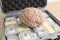 Human brain model on cash money pile in case on floor