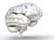 Human brain model on white background