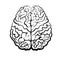 Human brain picture top view