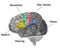 Human Brain With Sensory And Motor Functions Labeled
