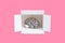 Human brain in a shipping box on pink