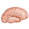 The human brain. Side view. Human anatomy . Medical 3d 