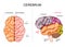 Human brain structure. Hemispheres and lobes