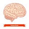 Human brain. Three-quarter view