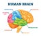 Human brain vector illustration. Labeled anatomical educational parts scheme