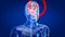 Human and brain xray, human anatomy, 3D Illustration