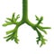 Human bronchi in the form of green fresh grass. An integral part of the lung. 3d rendering