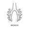 Human bronchi icon line in vector, anatomical illustration of an internal organ.