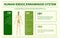 Human cannabinoid system horizontal infographic