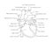 Human cardiac system with descriptions. Educational diagram with human heart cross-section.