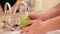 Human Caucasian hands washing a green apple in pouring water