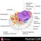 Human Cell