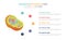 Human cell anatomy infographic template concept with five points list and various color with clean modern white background -