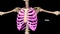 Human Chest bones Ribs or ribcage