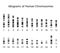 Human chromosome idiogram