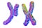 Human chromosomes, illustration