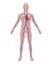 Human Circulation Anatomy