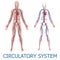 Human circulatory system