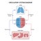 Human circulatory system diagram labeled.