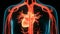 Human Circulatory System Heart Anatomy Animation Concept