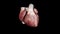 Human Circulatory System Heart Beat Anatomy Animation. 3D rendering