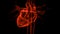 Human Circulatory System Heart Beat Anatomy Animation Concept