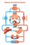 Human Circulatory System vector illustration diagram, blood vessels scheme