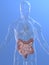 Human colon and intestines