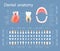 Human dental anatomy. Tooth anatomy numbering infographics.
