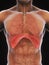 Human Diaphragm Anatomy