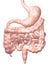 Human Digestive System