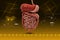 Human digestive system