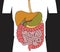 Human Digestive System