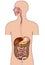 Human digestive system. Human Body Anatomy.