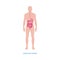 Human digestive system - medical diagram with internal organs