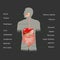 Human digestive system in vector