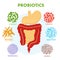 Human digestive tract system with probiotics. Human intestine microflora. Microscopic probiotics, good bacterial flora