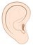 Human Ear