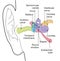 Human ear anatomy with captions, medically accurate 3D illustration