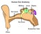 Human ear anatomy infographic diagram