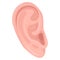 Human ear, body part flat vector illustration