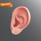 Human ear closeup 3d icon. Realistic vector illustration of body part hearing organ isolated on a transparent background