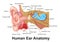 Human Ear Detailed Anatomy