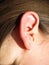 The human ear organ of hearing and balance