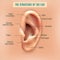 Human Ear Structure Medical Background Poster