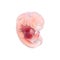 Human Embryo