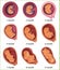 Human embryo evolution, flat vector illustration. Fetal development. Human anatomy.