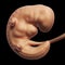 Human embryo month 1