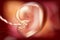 Human embryo in the uterus, six-seven weeks old gestational age. Embryonic period.