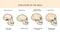 Human Evolution Of The Skull And Text With Dating.